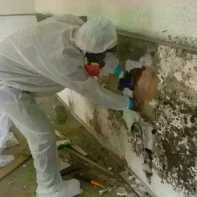 Mold Remediation and Removal in Medora, ND